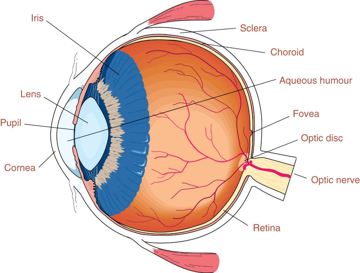 Side view of human eye