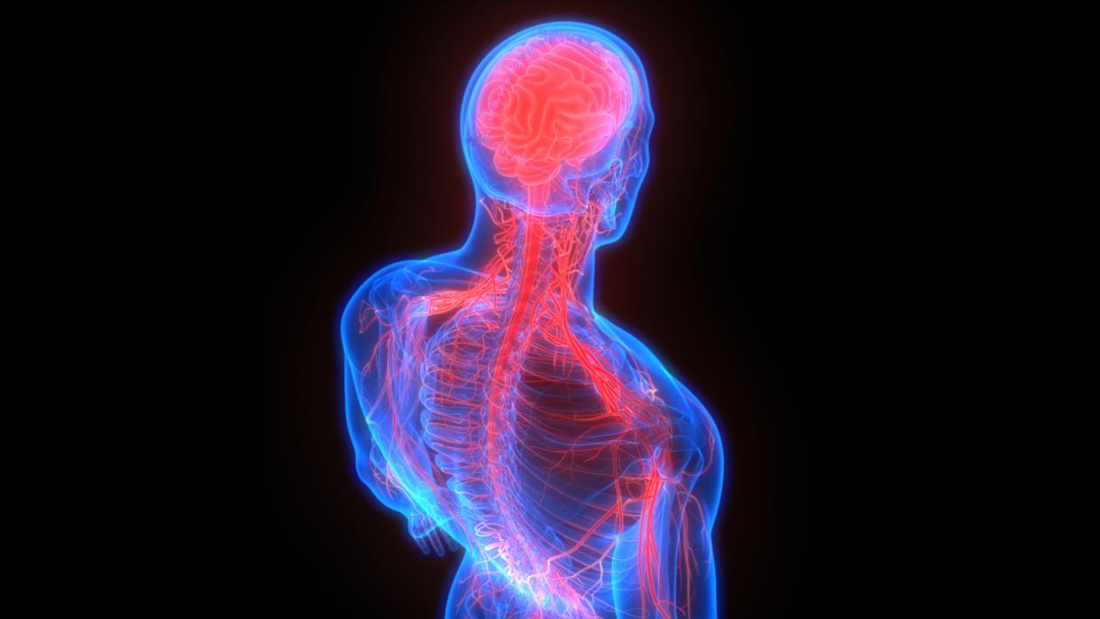 Graphic of human brain and nervous system