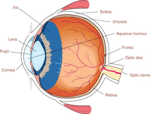 Side view of human eye