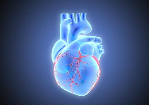 Human heart graphic